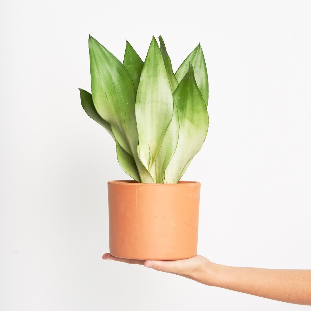 sansevieria perros Sansevieria Moonshine – miniplanta