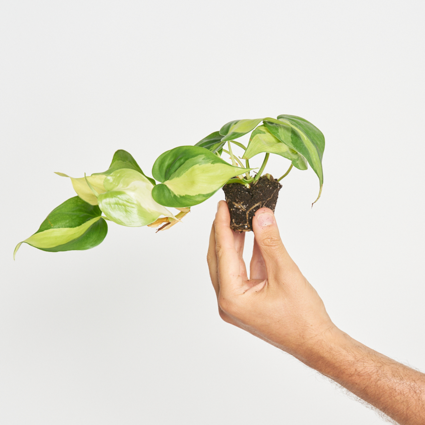 philodendron brasil cuidados Philodendron Brasil