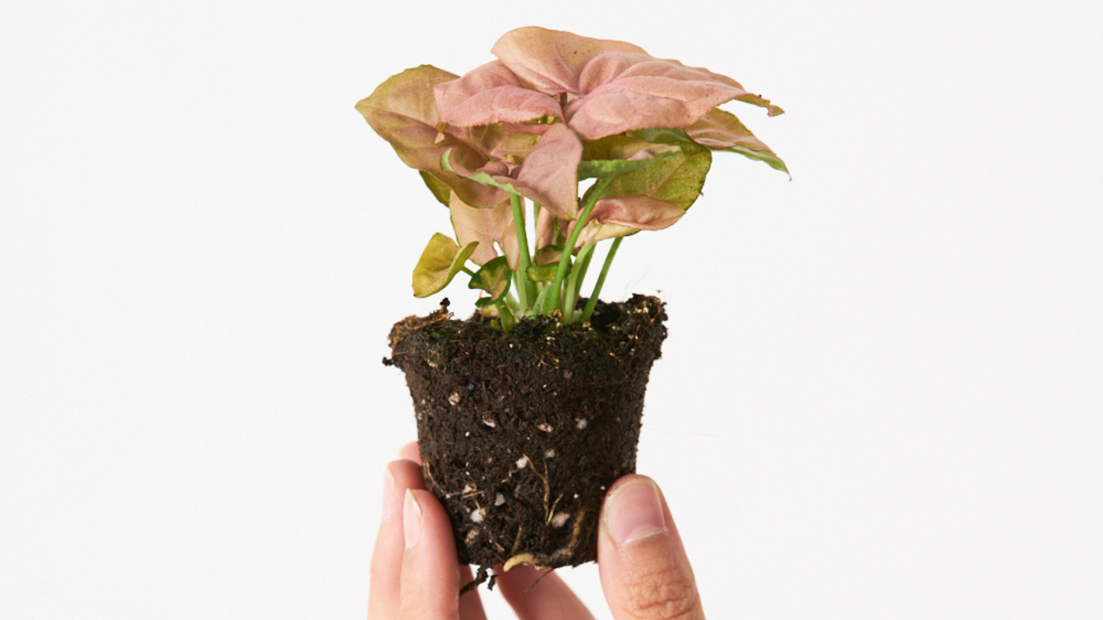 Syngonium Neon Robusta - Frágil parece, difícil no es