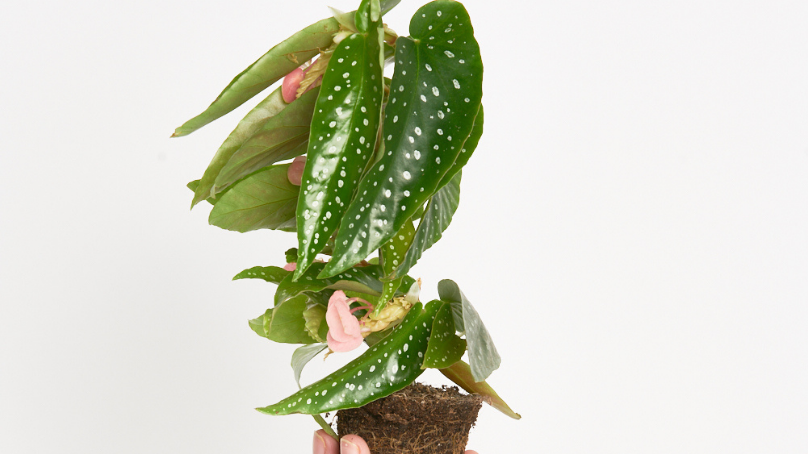 Begonia Tamaya - No has visto una Begonia tan mini!