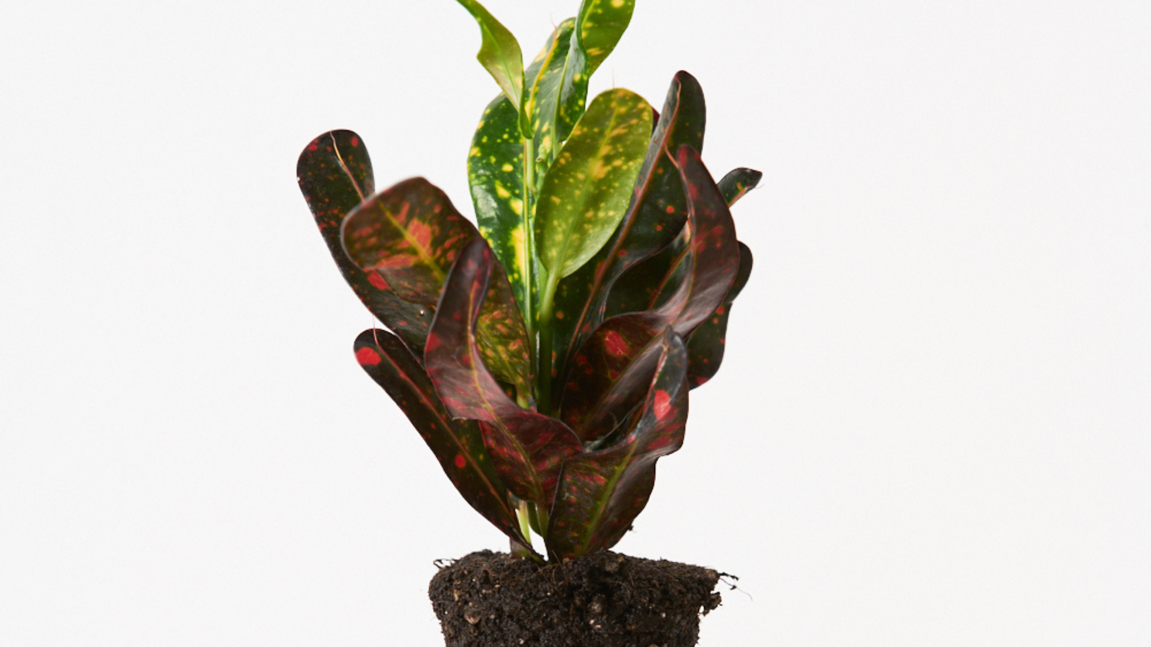 Croton Red Banana - Explosión de color