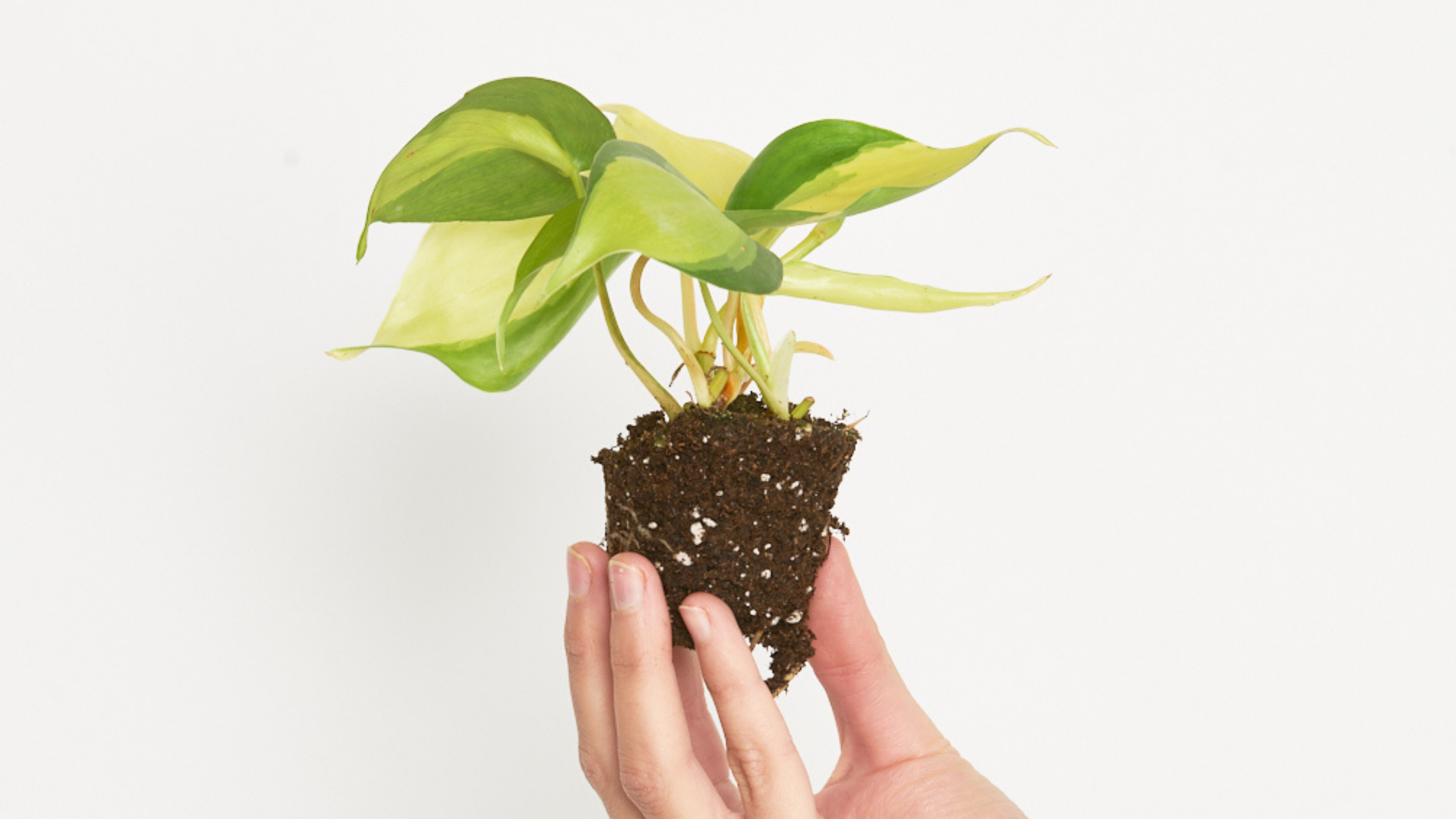 Philodendron Brasil - Una versión variegada y espectacular