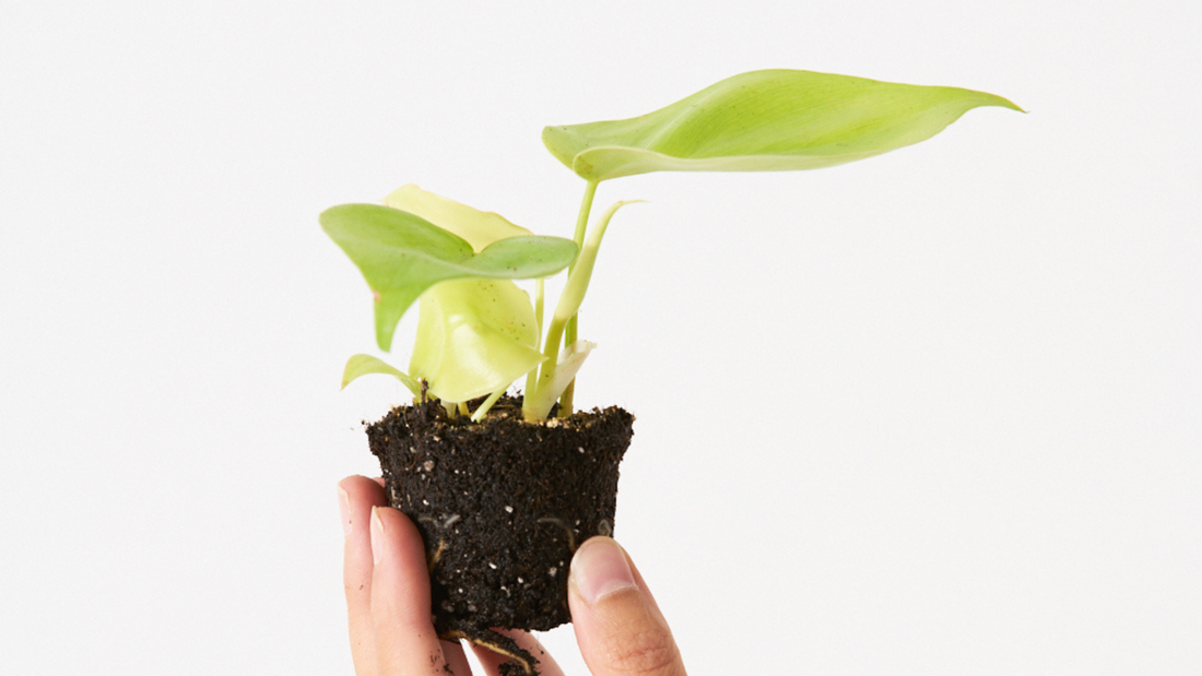 Philodendron Lemon Lime - Una planta para dejar de fumar