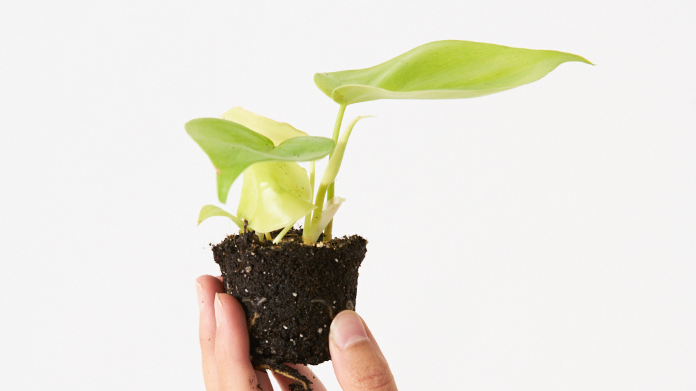 Philodendron Lemon Lime - Una planta para dejar de fumar
