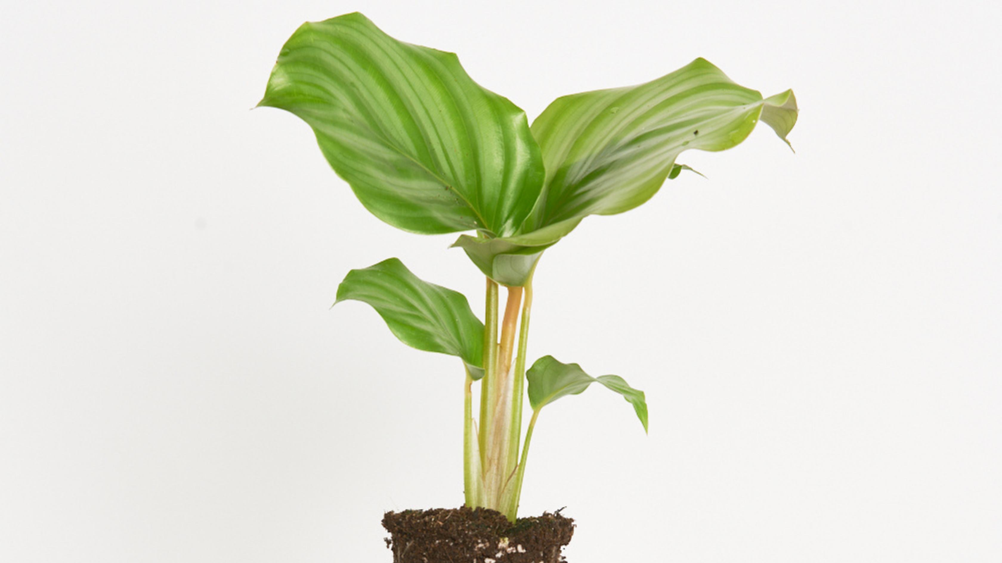 Calathea Orbifolia - Directa de las selvas de Brasil
