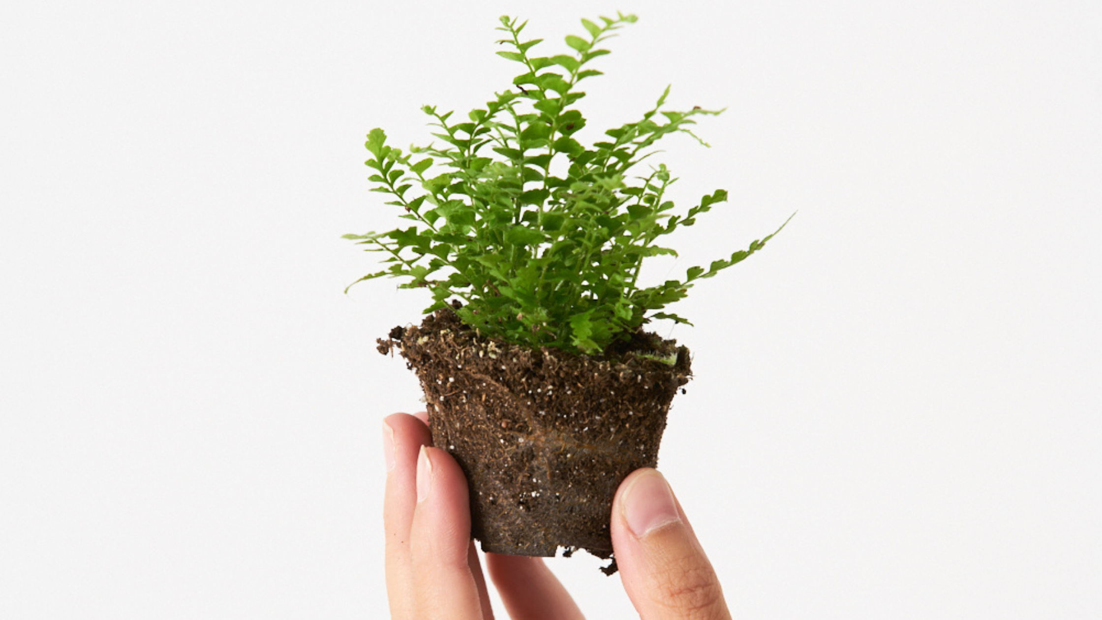 Helecho Nephrolepis Exaltata - Perfecto para casas con poca luz