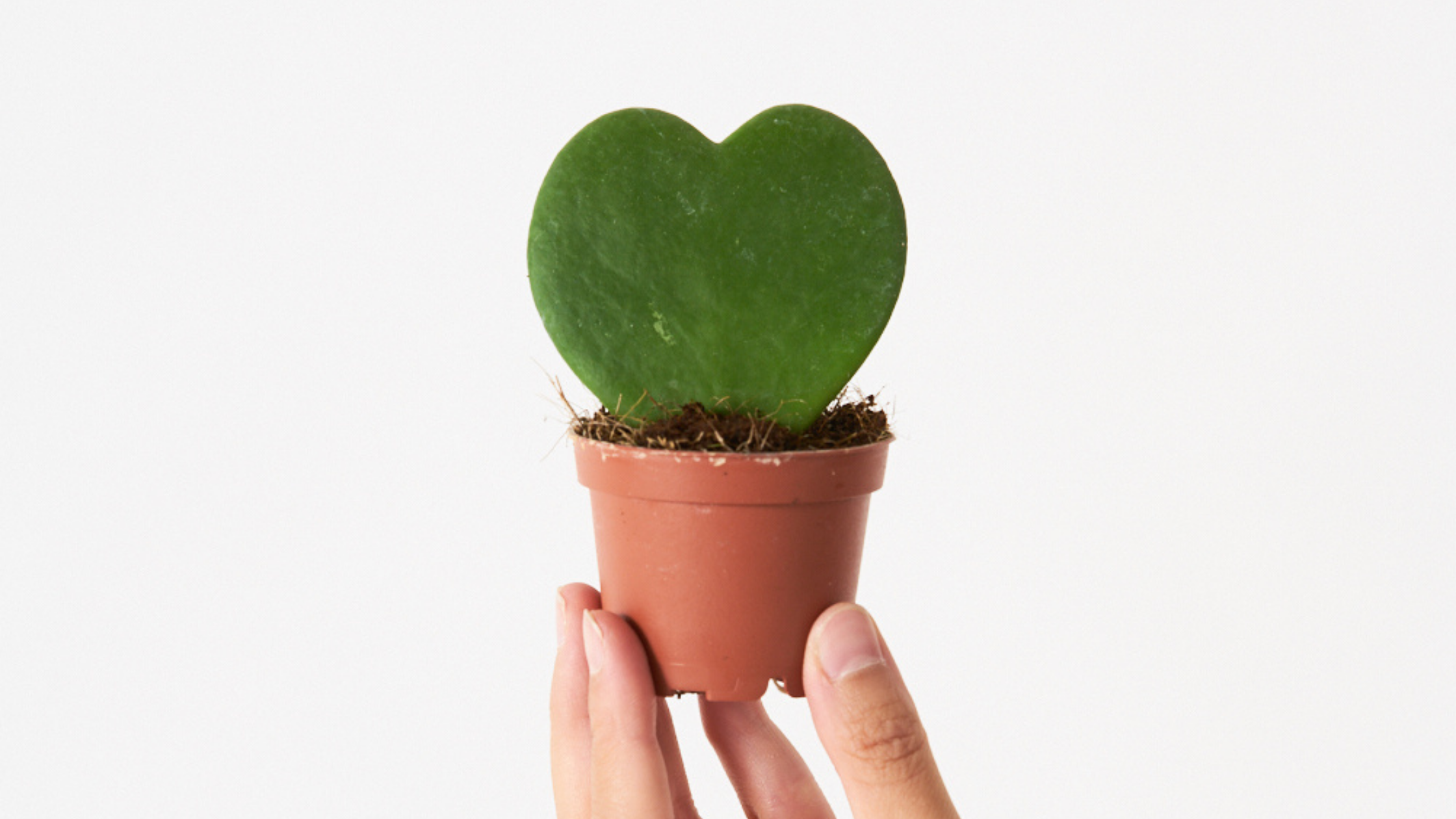 HOYA KERRII - LA MINI MÁS ROMÁNTICA
