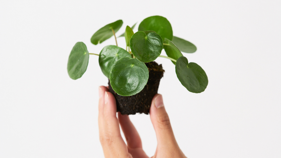 Pilea Peperomioides - La planta que vino de China para quedarse