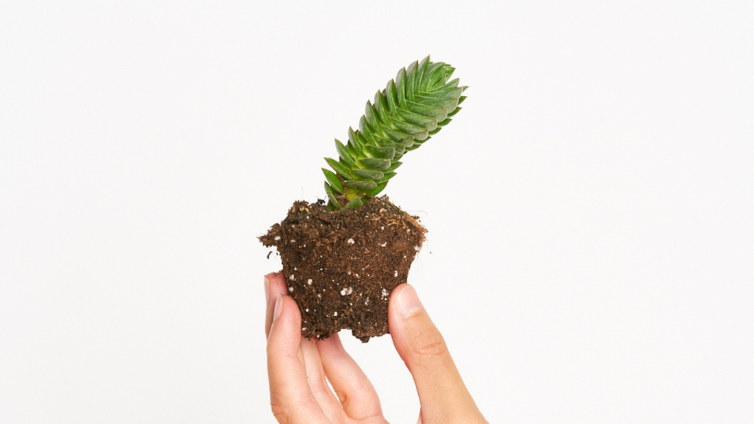Crassula 'Buddha's Temple' - Una crasa de lo más original