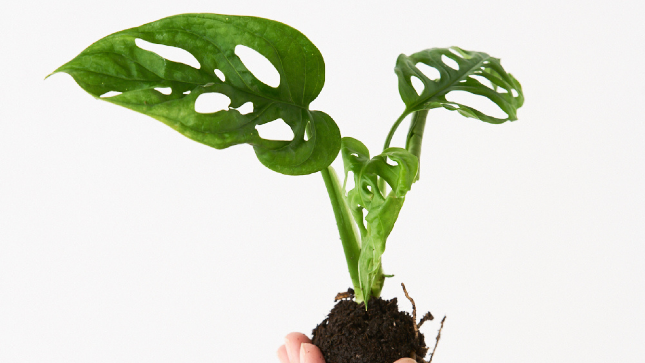 Monstera Adansonii - La planta influencer