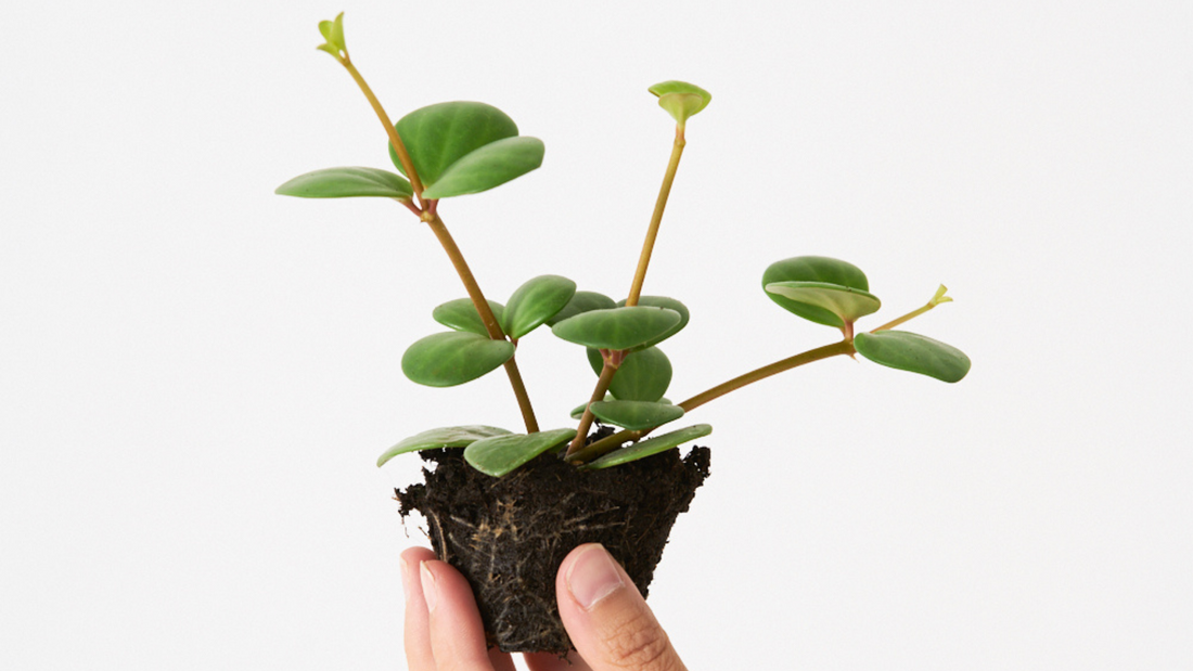 Peperomia Hope - Nuestra planta fetiche