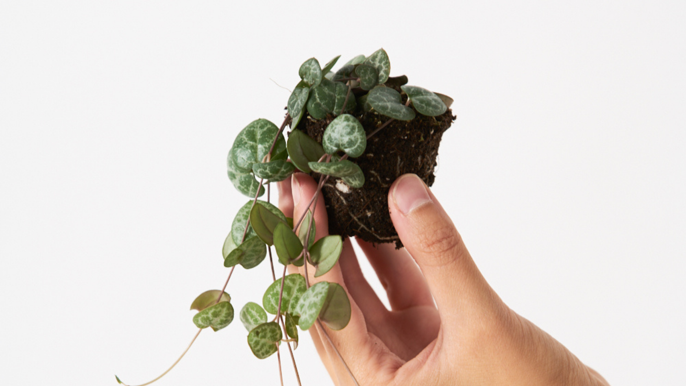 Ceropegia Woodii - La planta que no parecía suculenta