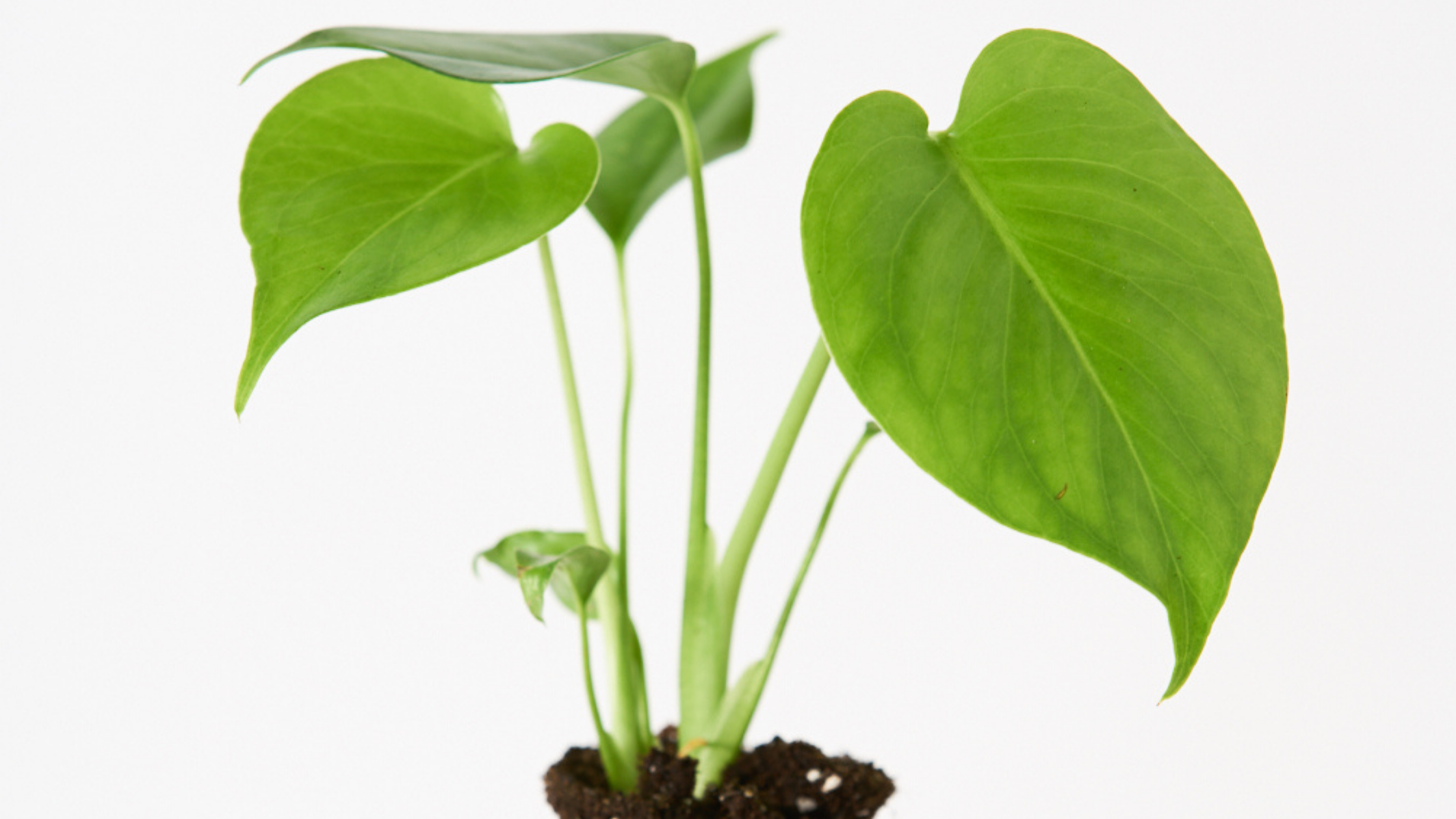 Monstera Deliciosa - La hermana pequeña de la Adansonii