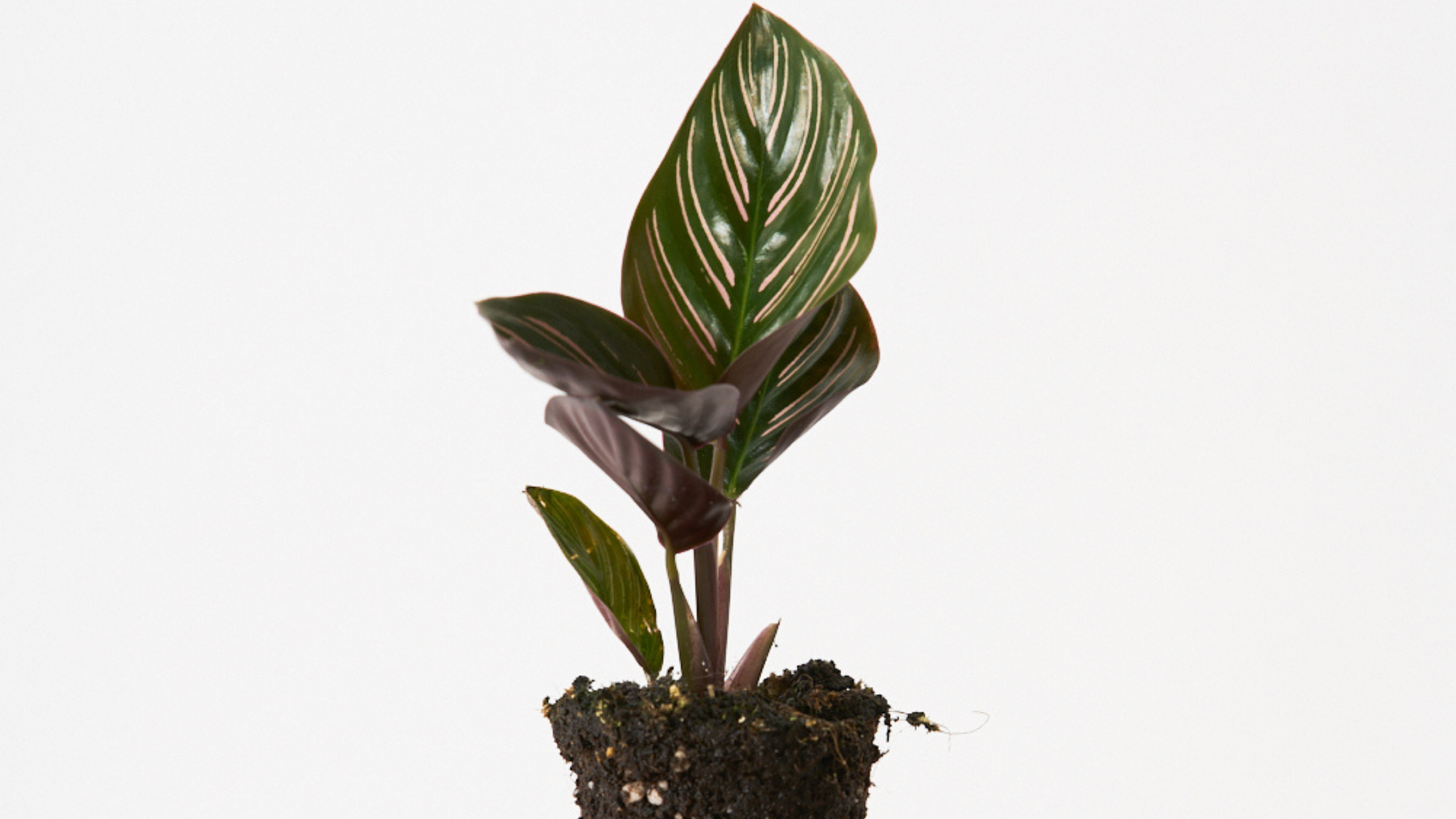 Calathea Ornata - Un poco de rosa por favor