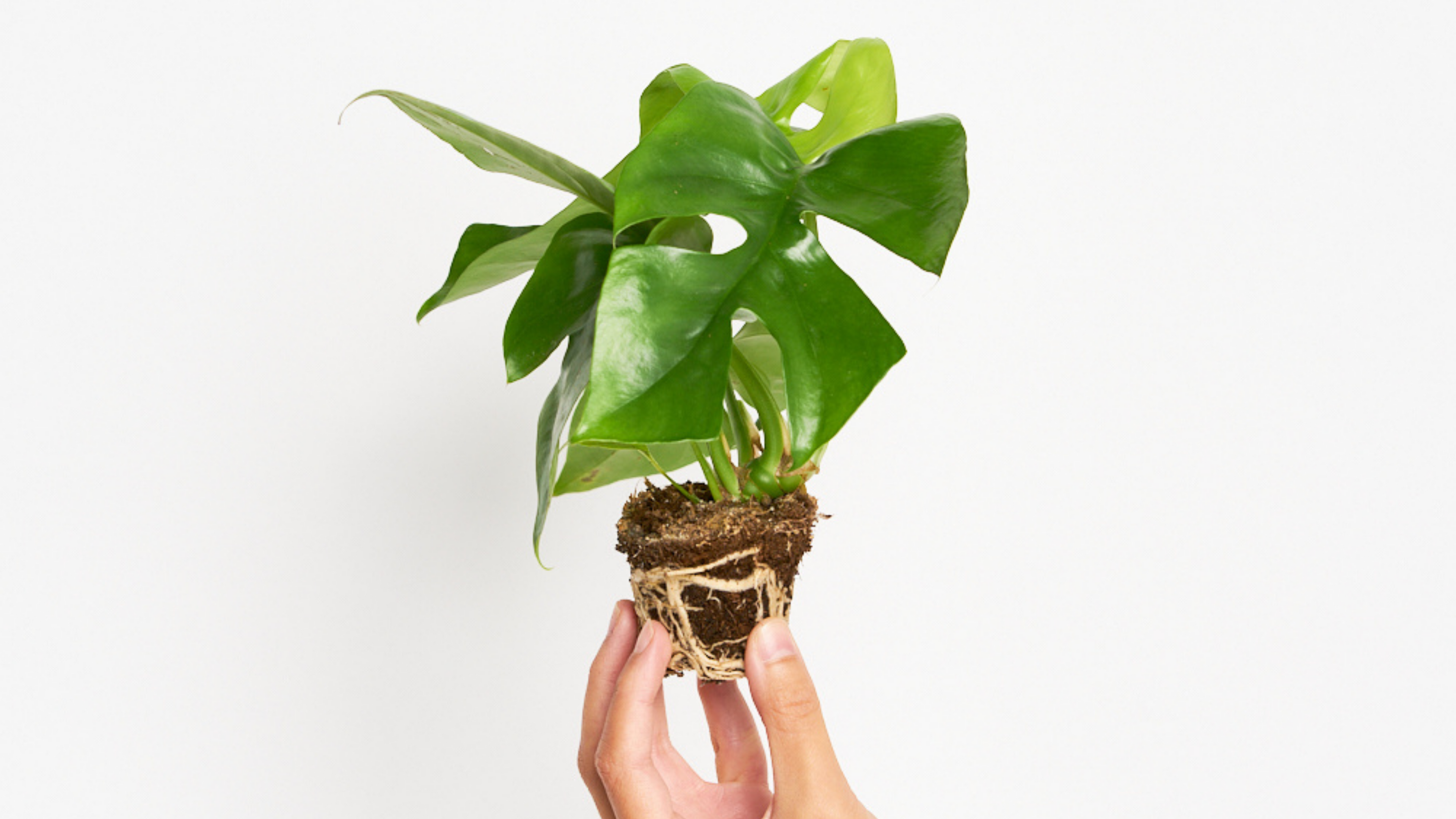 Monstera mínima - La planta que se parecía (pero no era) una monstera