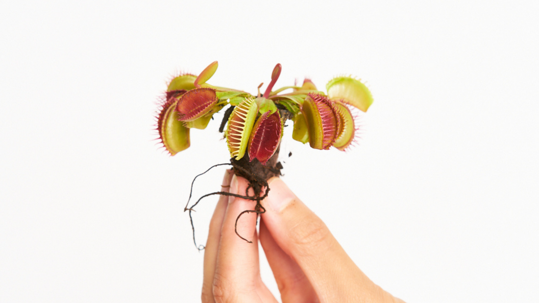 Dionaea Muscipula - Sí a las carnívoras!