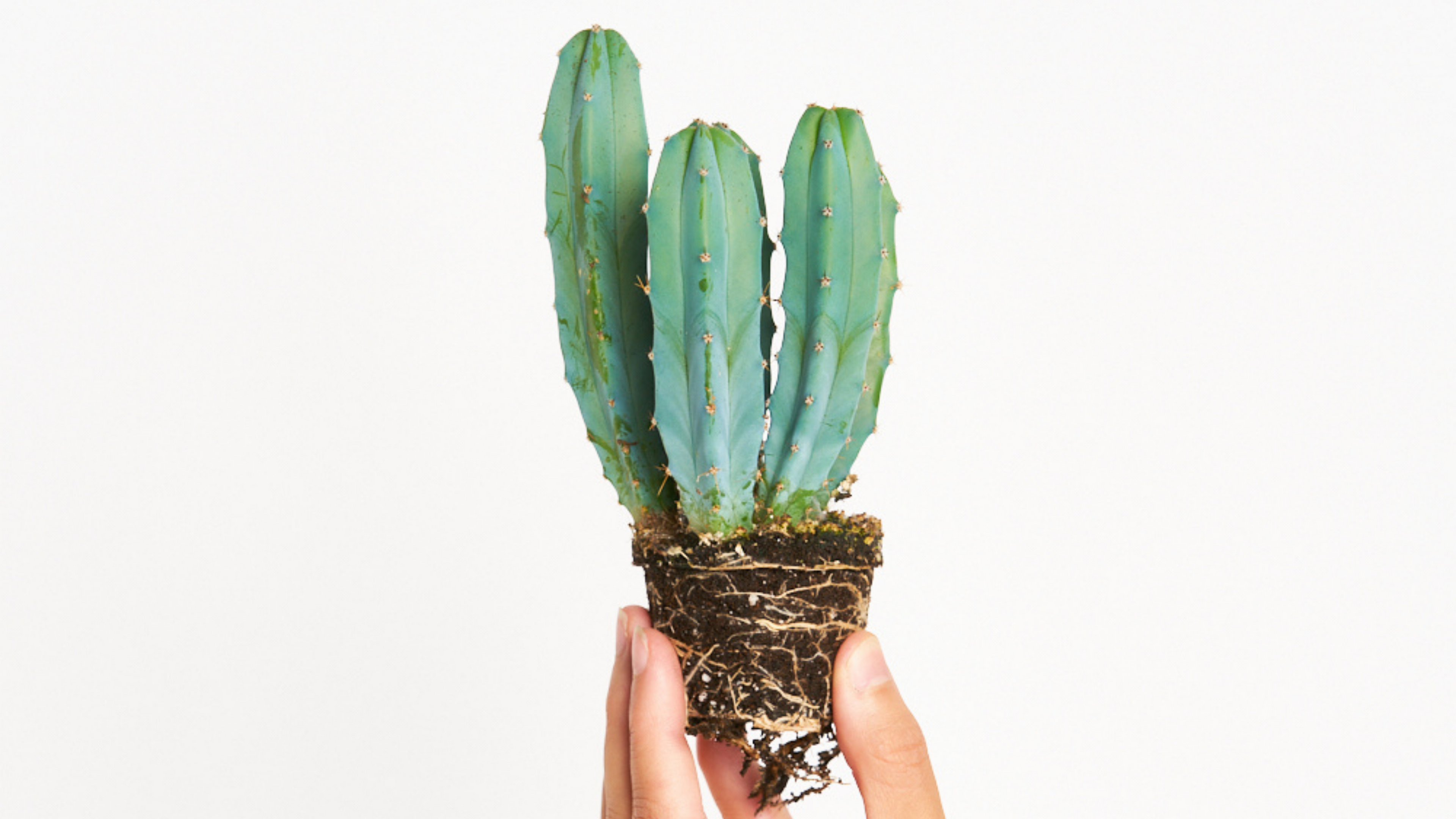 Myrtillocactus Geometriza - El Brad Pitt de los cactus