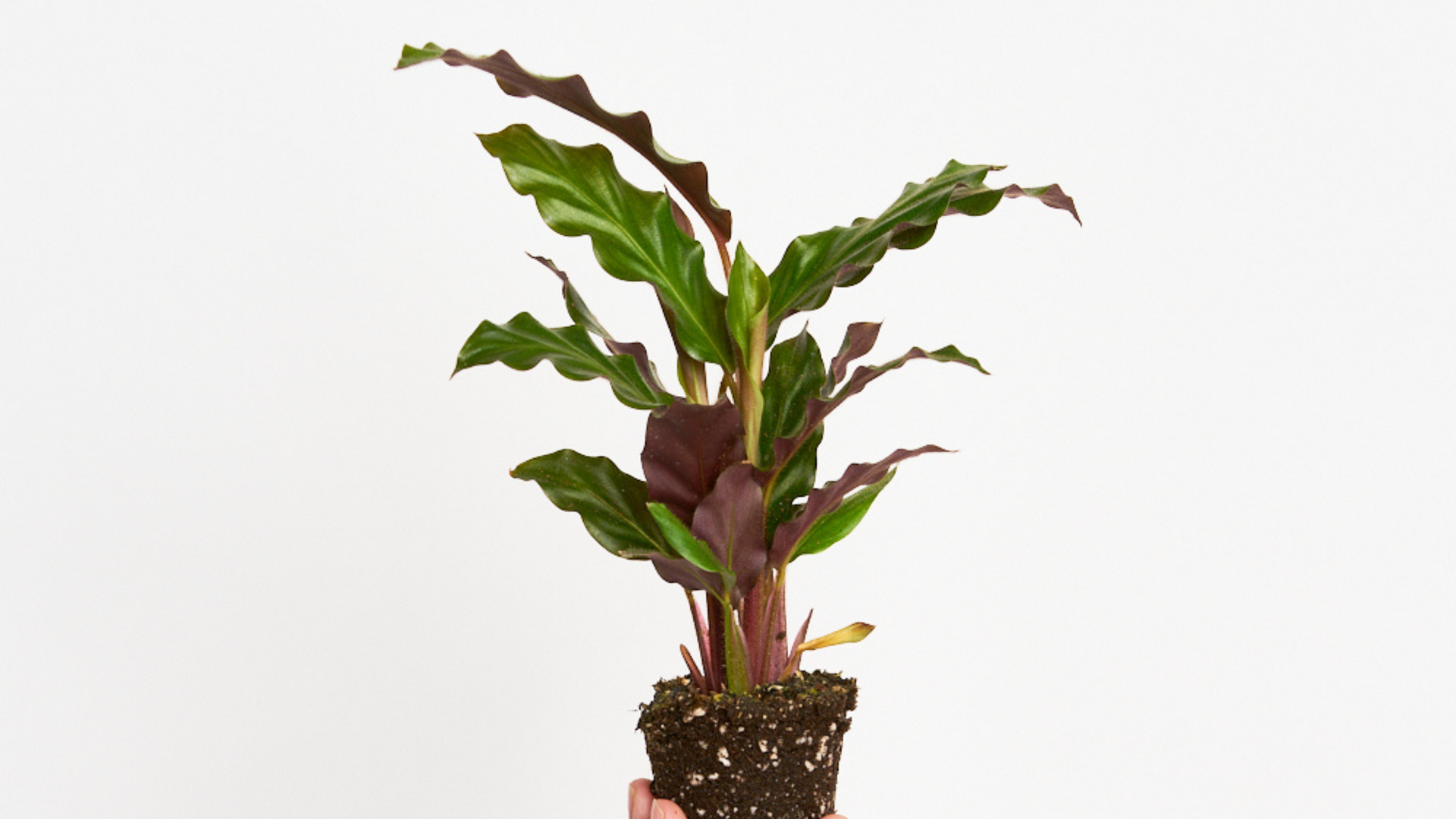 CALATHEA RUFIBARBA - HOJAS DE TERCIOPELO  miniplanta