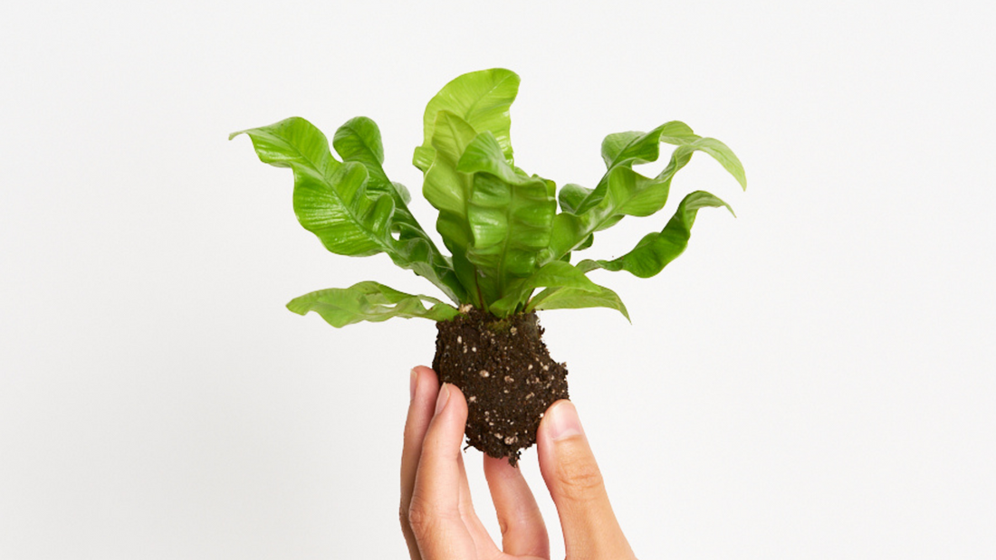 ASPLENIUM NIDUS - UN HELECHO QUE PARECE DE MENTIRA