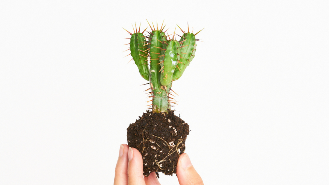 Euphorbia Enopla - Pinchar para enamorar