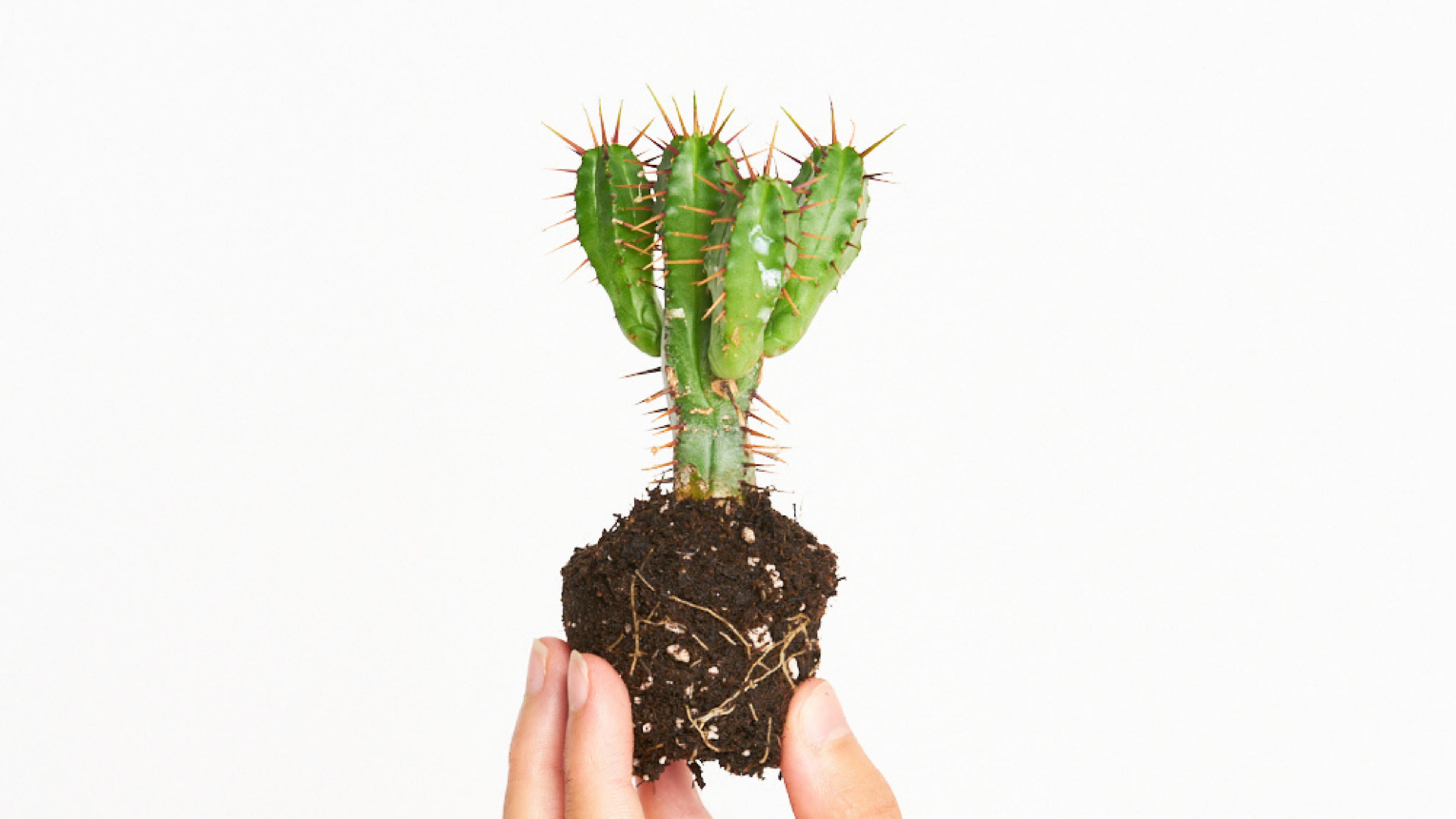 Euphorbia Enopla - Pinchar para enamorar