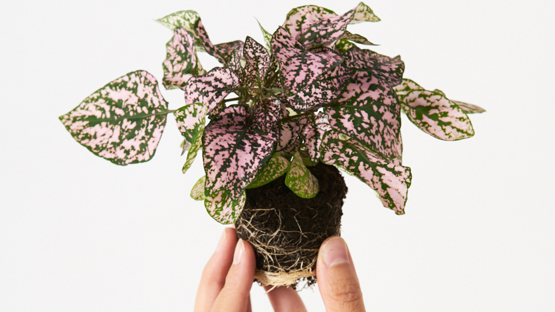 Hypoestes phyllostachya pink - La mini planta de las hojas manchadas