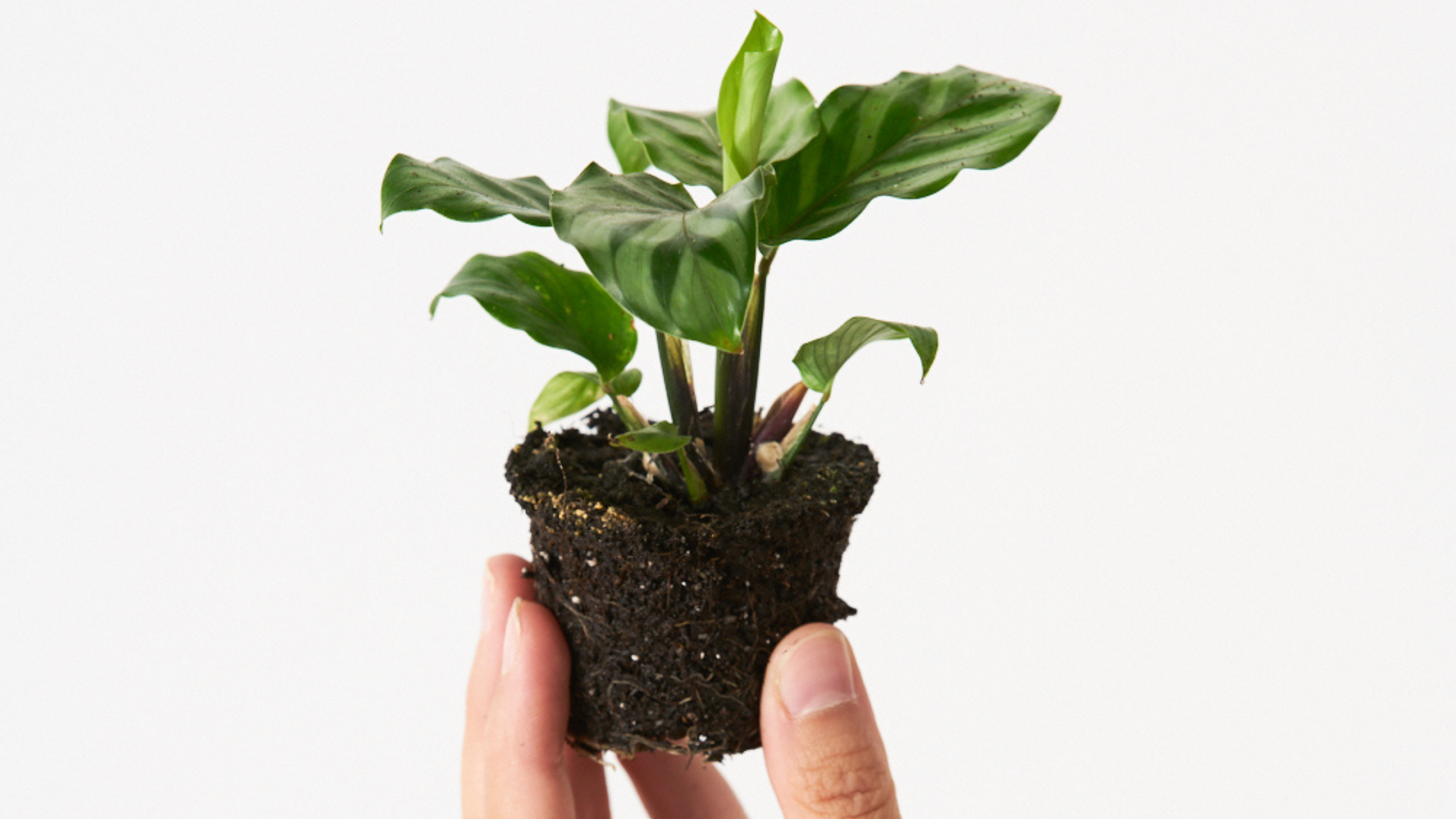 Calathea Freddie - Unas hojas verde esmeralda