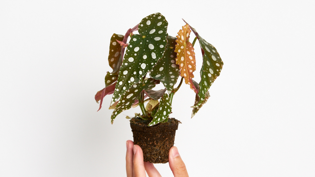 BEGONIA MACULATA - LA MINIPLANTA CON TRAJE DE LUNARES
