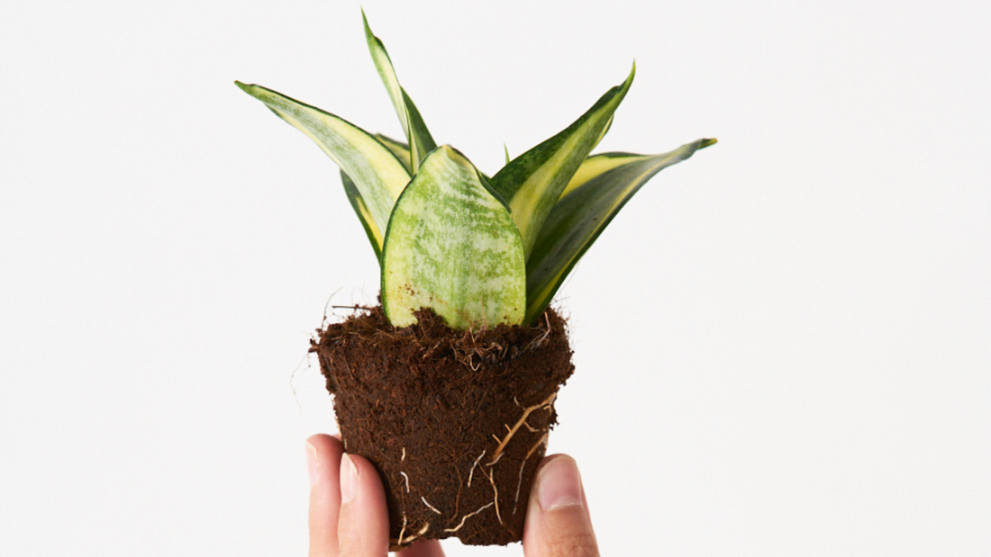 Sansevieria Trifasciata: Purifica el aire y es indestructible. ¿Alguien da más?