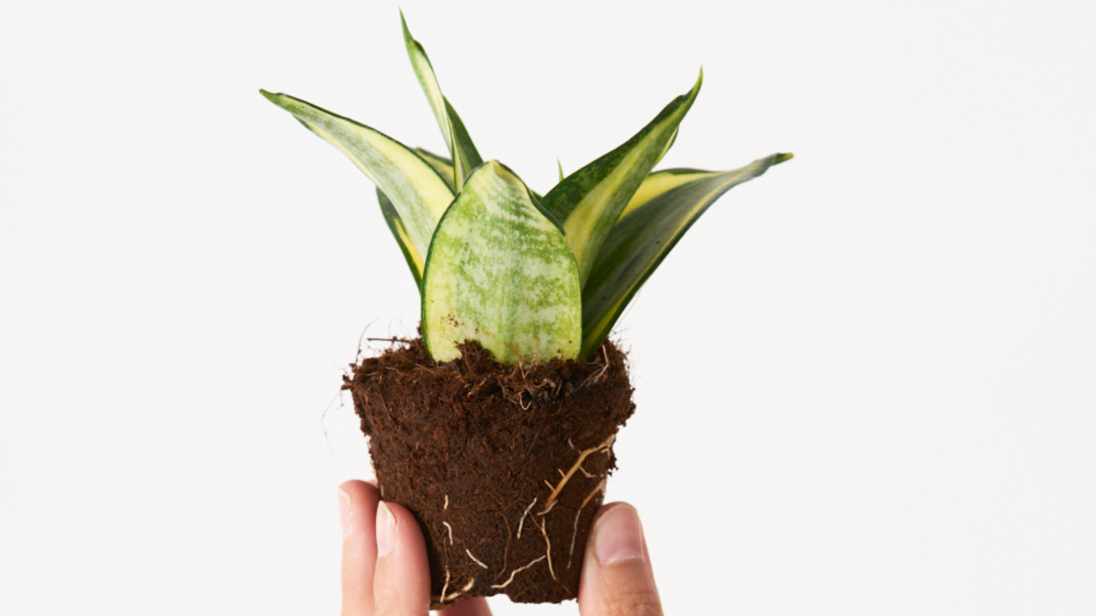 Sansevieria Trifasciata: Purifica el aire y es indestructible. ¿Alguien da más?