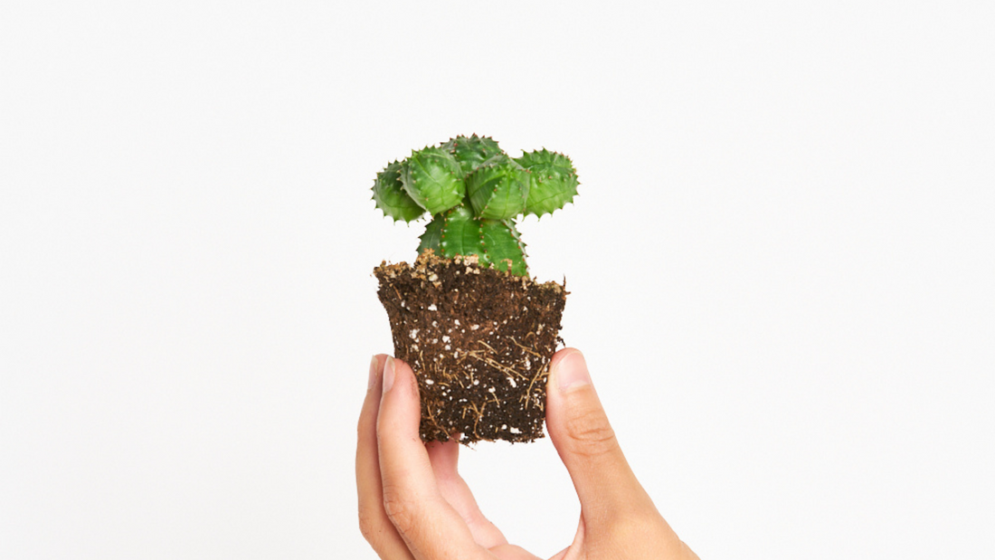 Euphorbia Suzannae - Una suculenta redondita