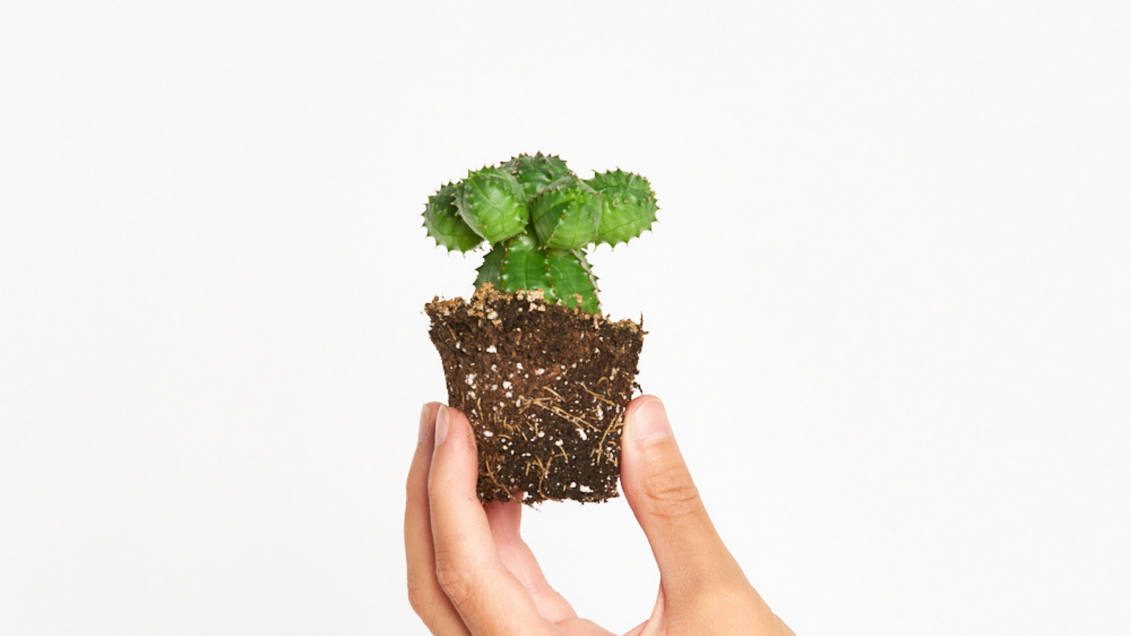 Euphorbia Suzannae - Una suculenta redondita