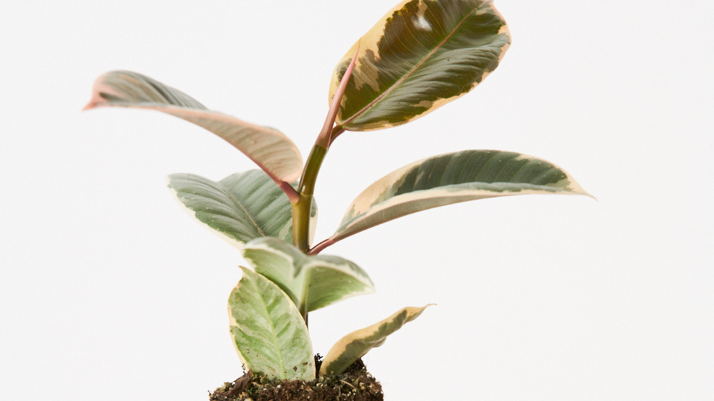 Ficus Elástica Tineke - Un mini ficus romántico