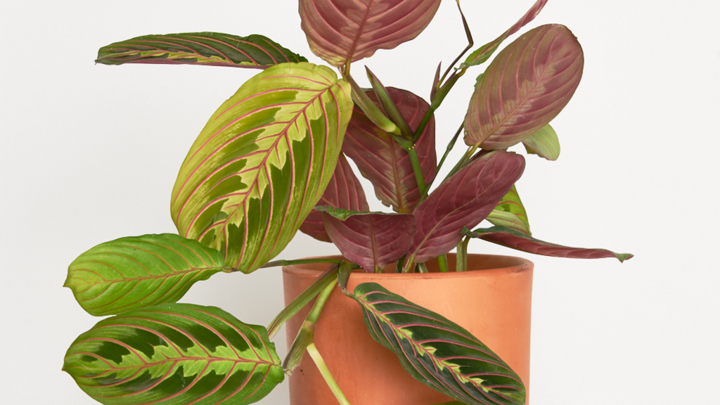 Maranta Leuconeura - Una planta perfecta para impacientes