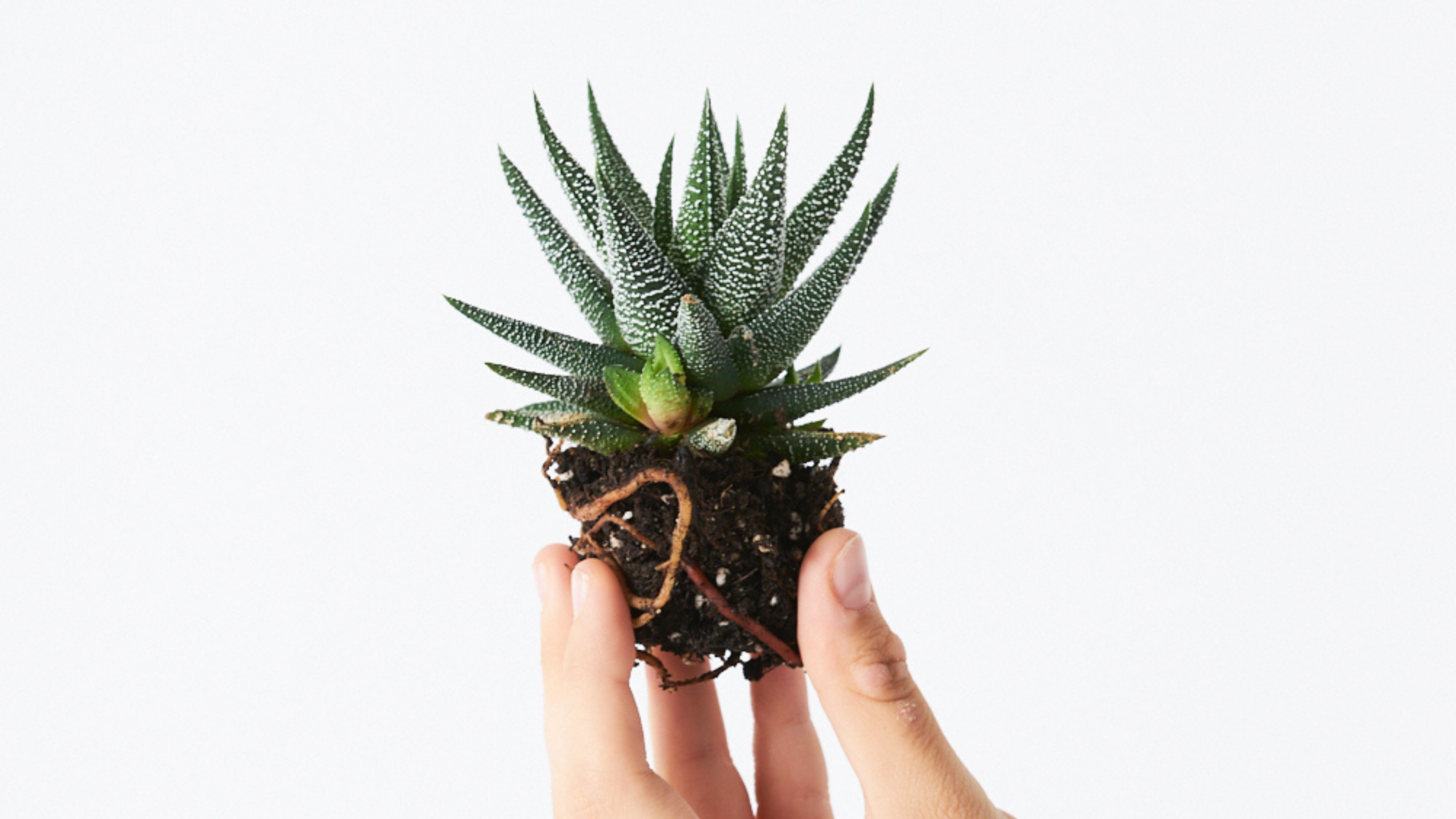 Haworthia Fasciata Big Band - Una suculenta estilo Joshua Tree