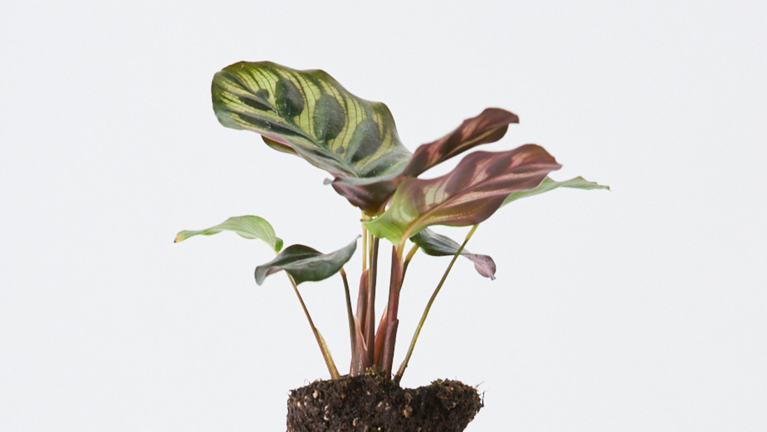 Calathea Makoyana - La Calathea más de moda