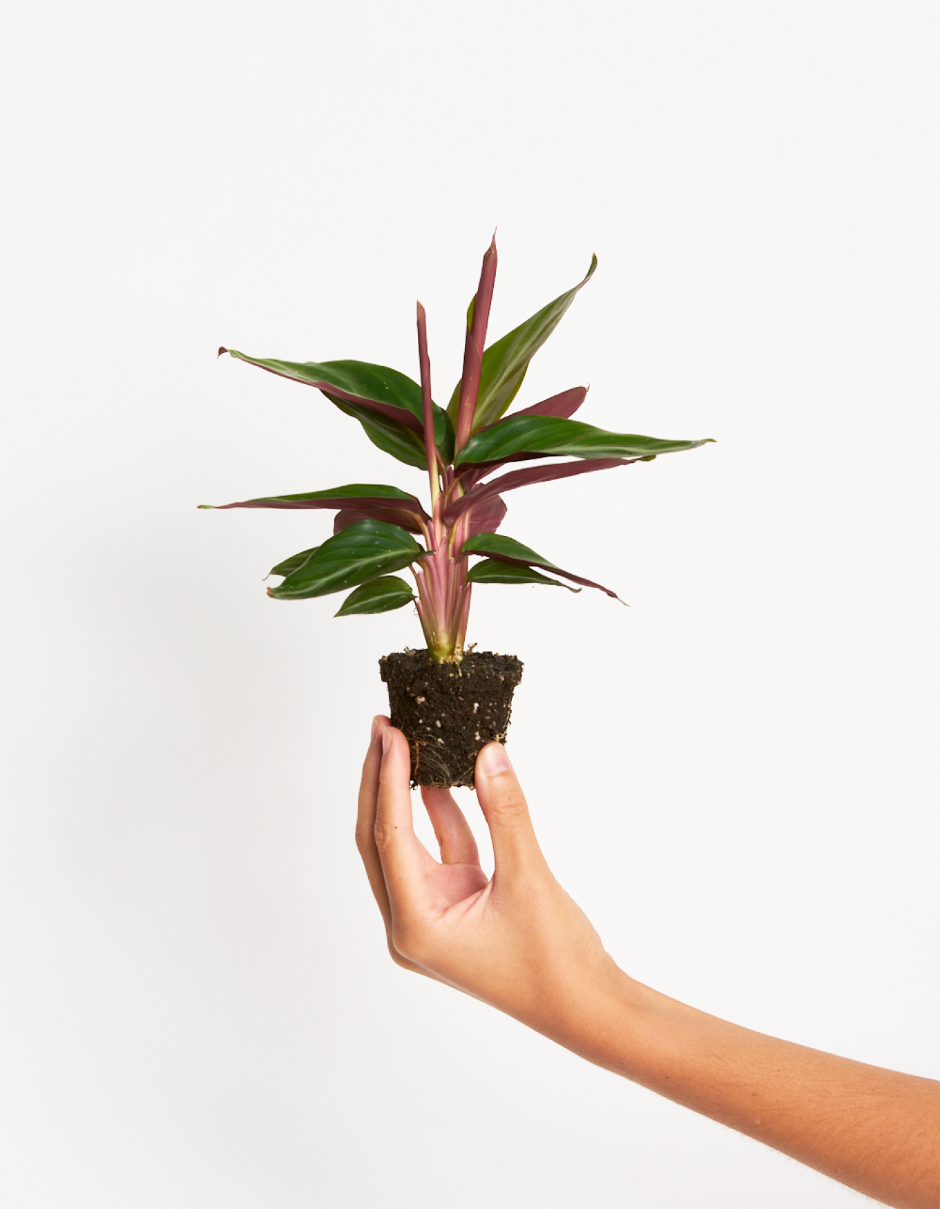 Calathea Triostar - Tri tri tri tricolor!