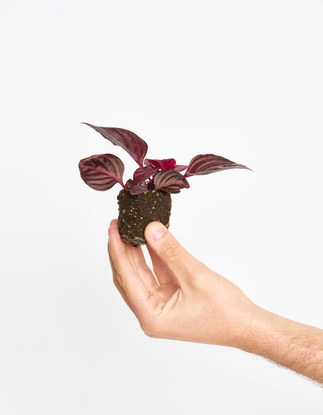 Iresine Bloodleaf - La mini para tod@as
