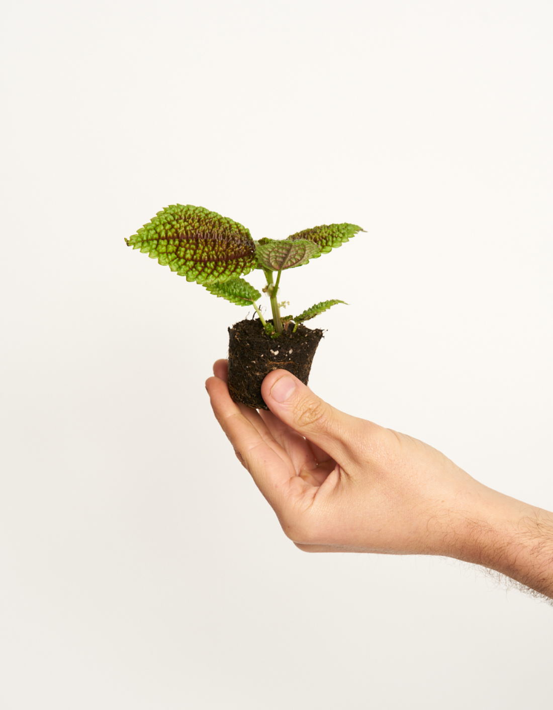 Pilea Moonvalley - La cara brillante de la luna