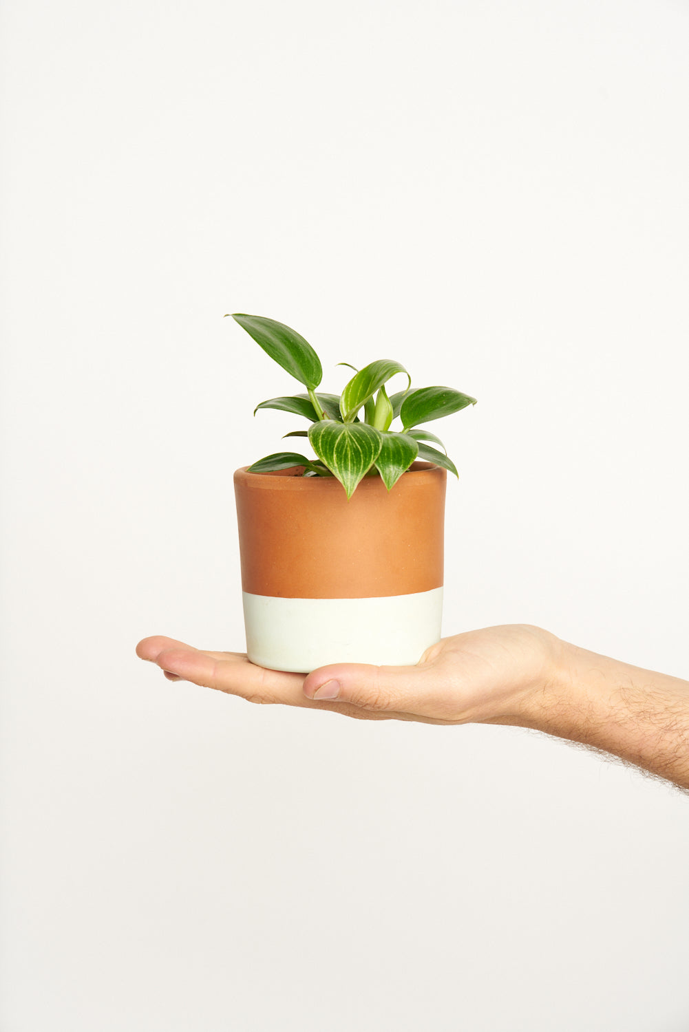 Philodendron Birkin - La ola blanca