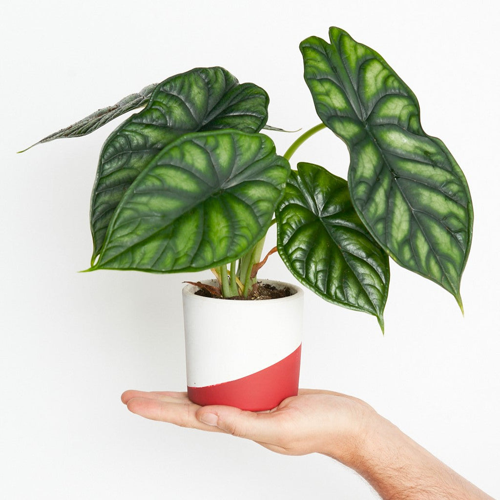 CÓMO CUIDAR LAS ALOCASIAS: GUÍA COMPLETA