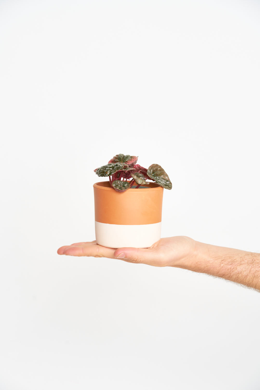 Peperomia Caperata Apricot - La planta albaricoque