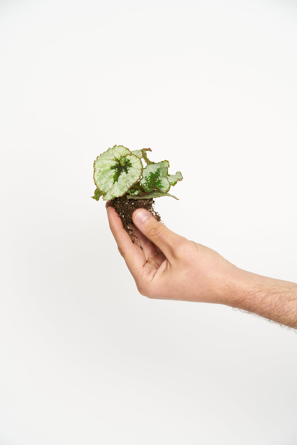 Begonia Rex