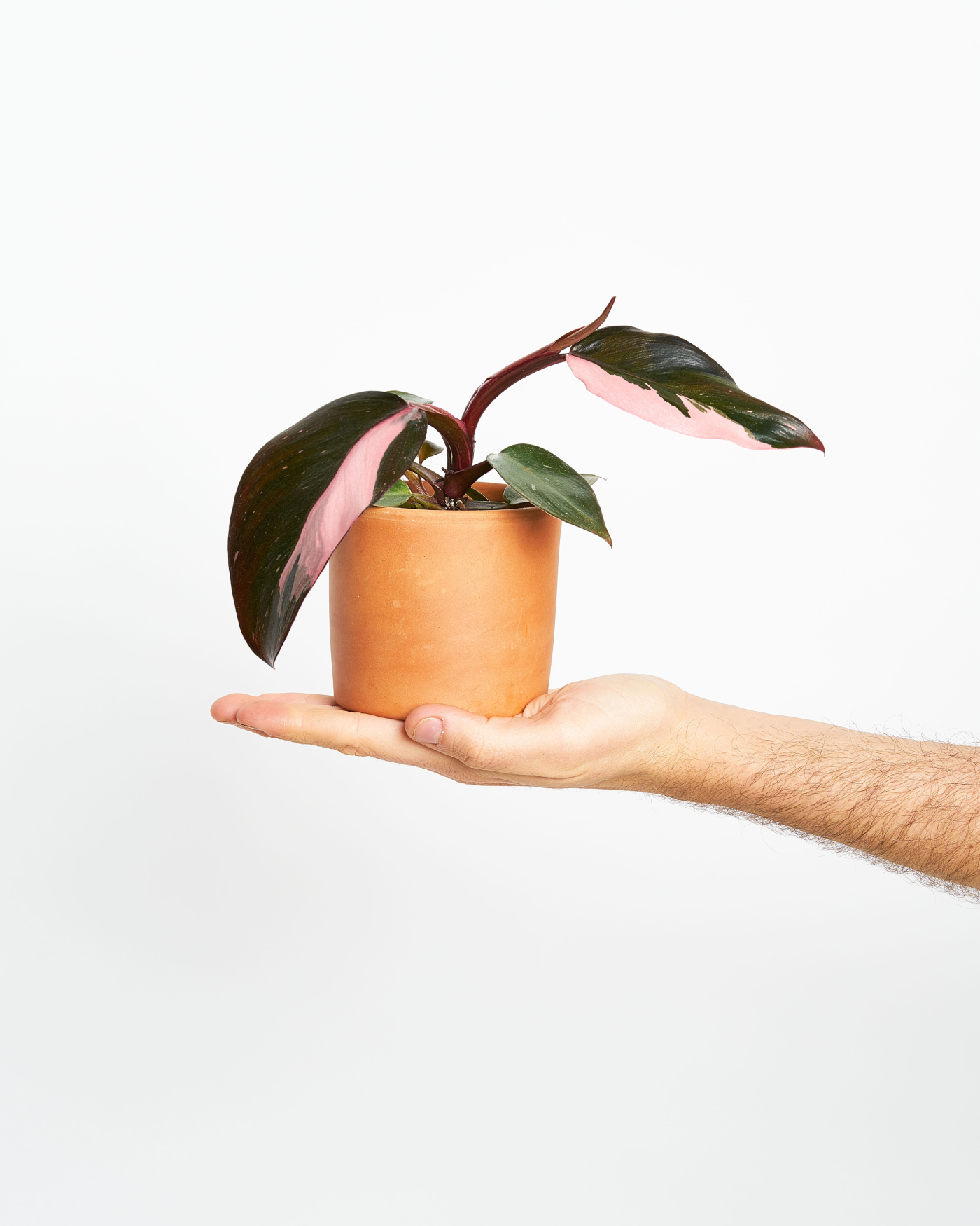 PHILODENDRON PINK PRINCESS