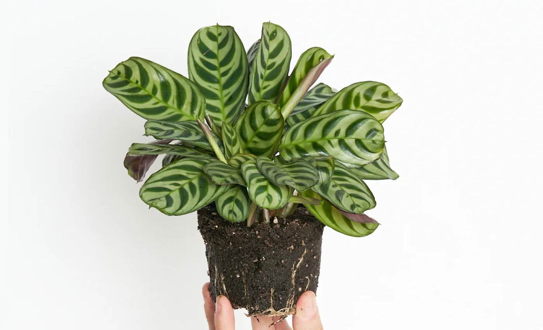 Maranta amabilis