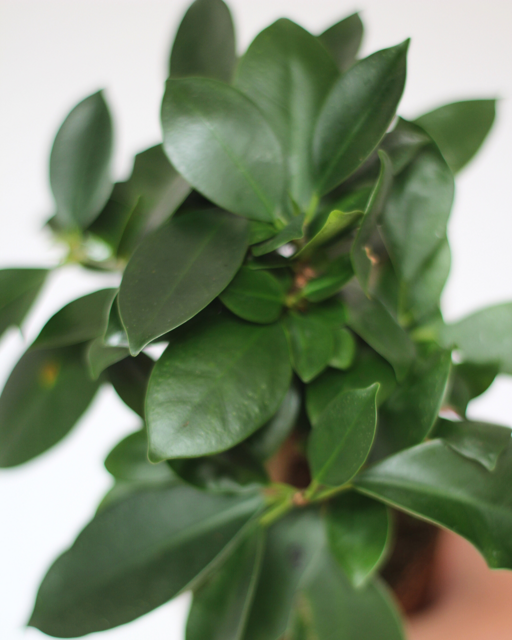 Ficus Microcarpa M