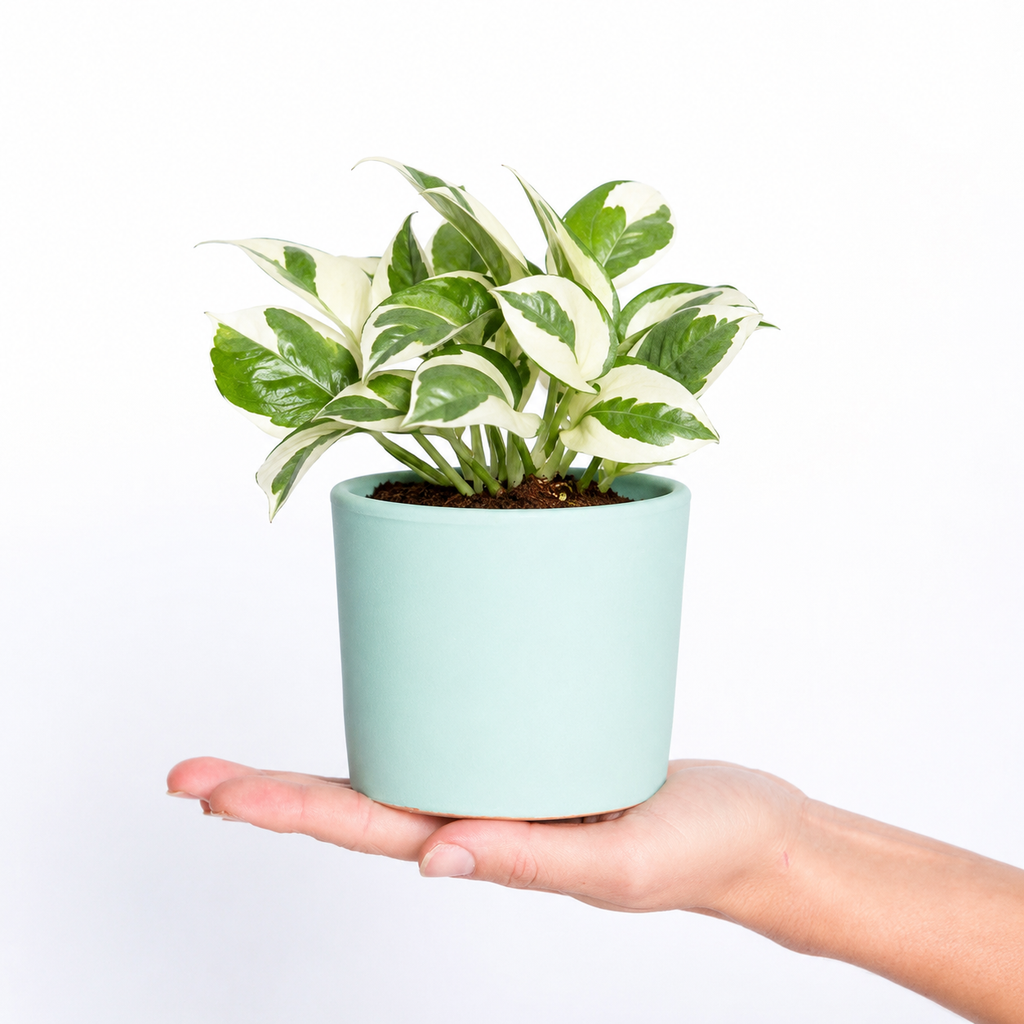 Epipremnum Aureum (Potho) Njoy M