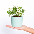 Epipremnum Aureum (Potho) Njoy M