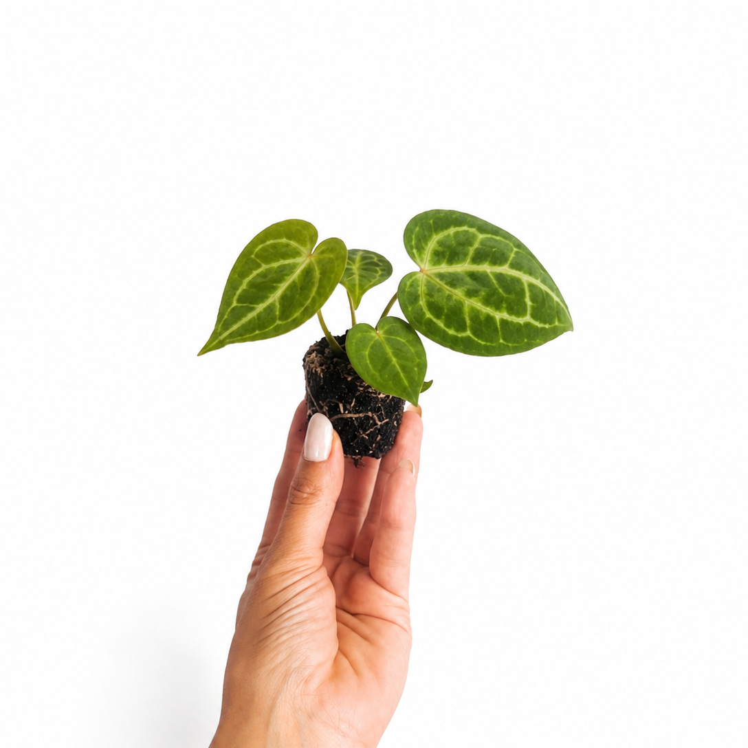 Anthurium Clarinervium