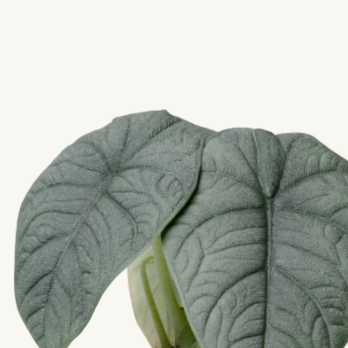 Alocasia Melo Mini